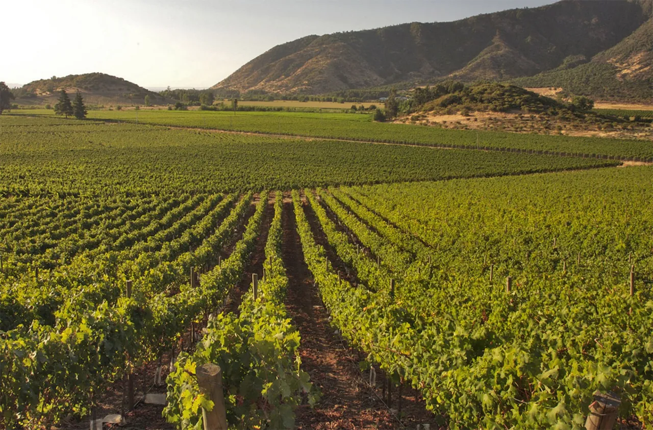 Vinícolas perto de Santiago: guia dos melhores tours de vinho